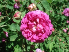 Rosa centifolia