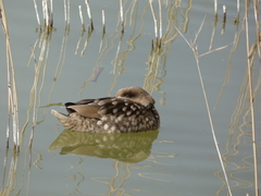Marmaronetta angustirostris