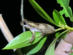 Litoria dentata