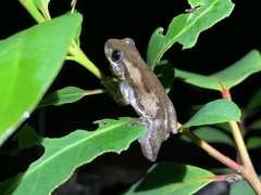Litoria dentata
