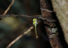 Austrogynacantha heterogena