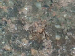 Corixoidea