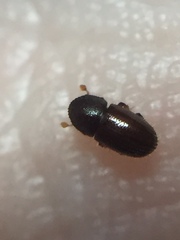 Coccotrypes dactyliperda