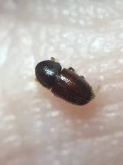 Coccotrypes dactyliperda