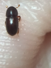 Coccotrypes dactyliperda