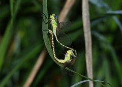 Austrogynacantha heterogena