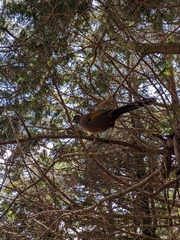 Trochalopteron morrisonianum