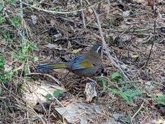 Trochalopteron morrisonianum