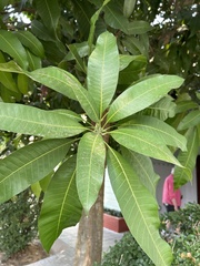 Mangifera