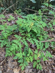 Corydalis pallida