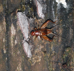 Gryllidae