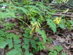 Corydalis pallida