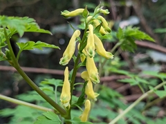 Corydalis pallida