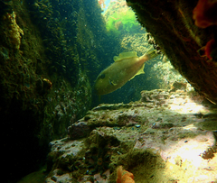 Meuschenia freycineti