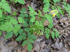 Corydalis pallida