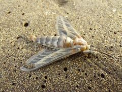 Hyles livornica