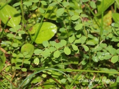 Astragalus nokoensis