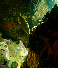 Meuschenia freycineti