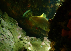 Meuschenia freycineti