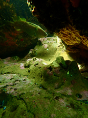 Meuschenia freycineti