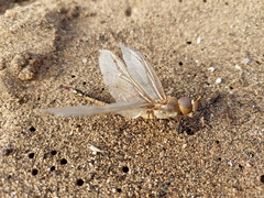 Anax ephippiger