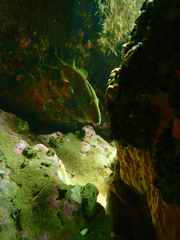 Meuschenia freycineti