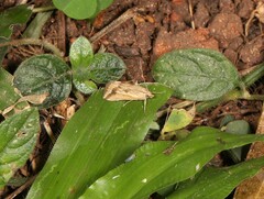 Achyra massalis