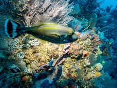 Meuschenia hippocrepis