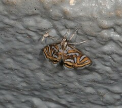 Anydraula pericompsa