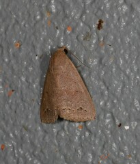 Bocula sejuncta