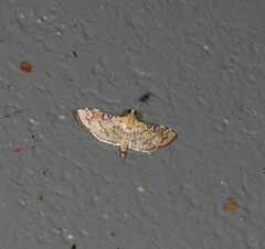 Cotachena hicana