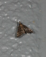 Criophthona trileuca