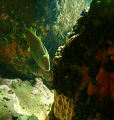 Meuschenia freycineti