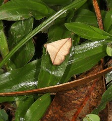 Eublemma perversicolor