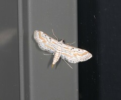 Parapoynx dentizonalis