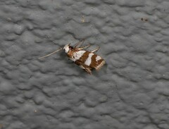Prepocosma schalidota