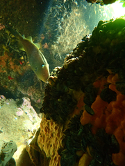 Meuschenia freycineti