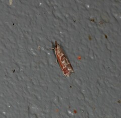 Syntonarcha iriastis