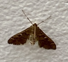 Nacoleia rhoeoalis