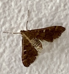 Nacoleia rhoeoalis