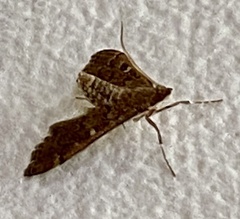 Nacoleia rhoeoalis