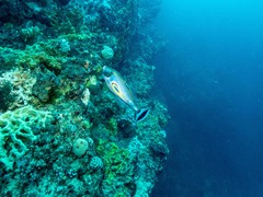 Meuschenia hippocrepis