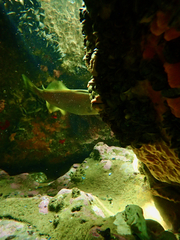 Meuschenia freycineti