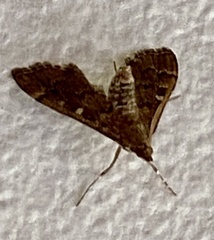 Nacoleia rhoeoalis