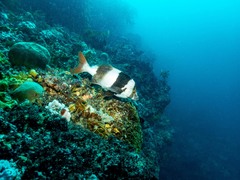 Pseudogoniistius nigripes