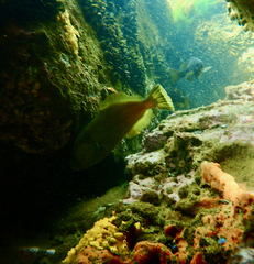 Meuschenia freycineti