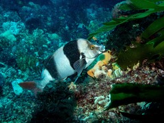 Pseudogoniistius nigripes