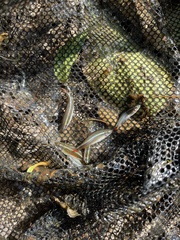 Tanichthys albonubes