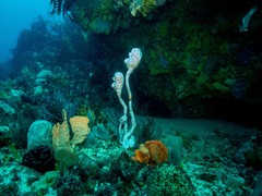 Pyura spinifera