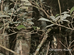 Quercus stenophylloides